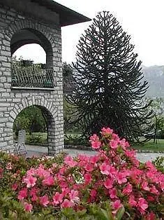 Niccolo Apartament Cadenabbia
